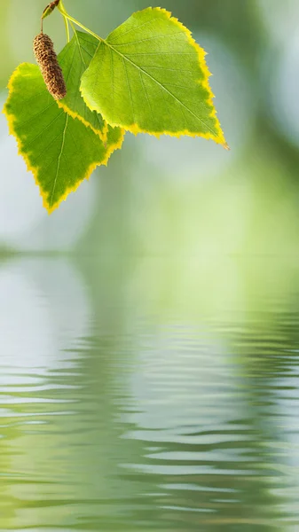Image Birch Leaves Catkins Surface Water — Zdjęcie stockowe