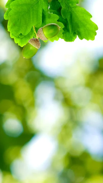 Image Oak Leaves Acorn Green Background — Stock Photo, Image