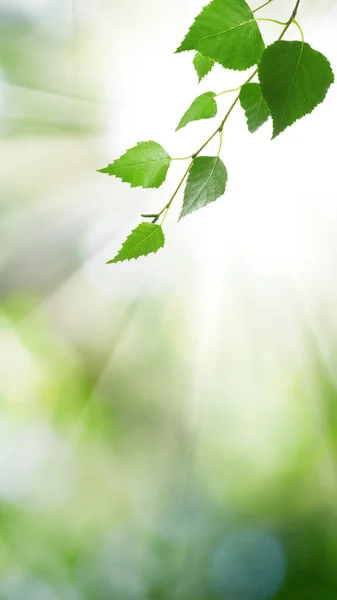 Image Birch Leaves Green Background — Stock Photo, Image