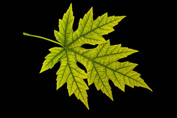 Image Maple Leaf Black Background Close — Fotografia de Stock