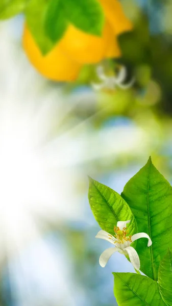 Branch Lemons Garden Green Background — Stockfoto