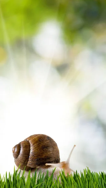 背景がぼやけている草の中のカタツムリのイメージ — ストック写真