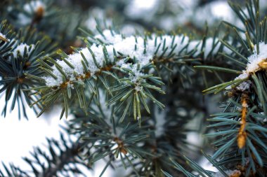Karla kaplı köknar dalları. Kışın karla kaplı köknar dalları. Şimdi ladin üzerinde uzanıyor.