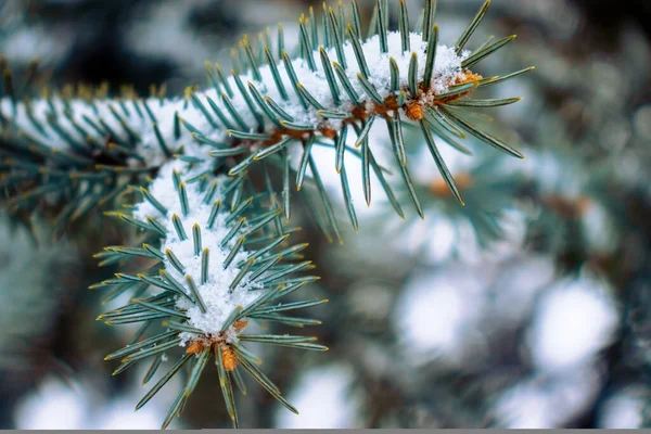 Bild Grangrenar Täckta Med Snö Snö Täckta Gran Grenar Vintern — Stockfoto