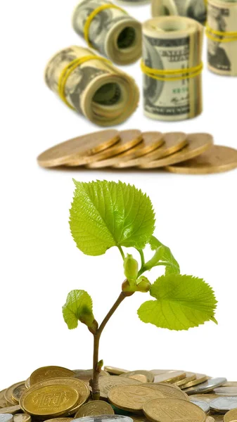 Obraz Roślin Monet Jako Symbol Bogactwa Dobrobytu Finansowego — Zdjęcie stockowe