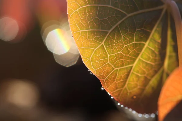 Leaf Shadows Fresh Beautiful — 스톡 사진