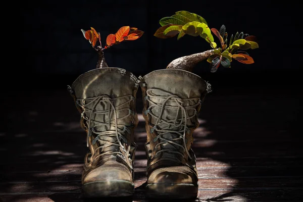 Plant the plants in the boots