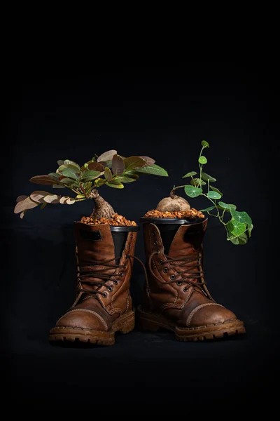 Plant the plants in the boots..full of cool ideas that makes gardeners green Just let your imagination run wild and have fun growing your shoes in the garden. Ideas for shoe gardeners