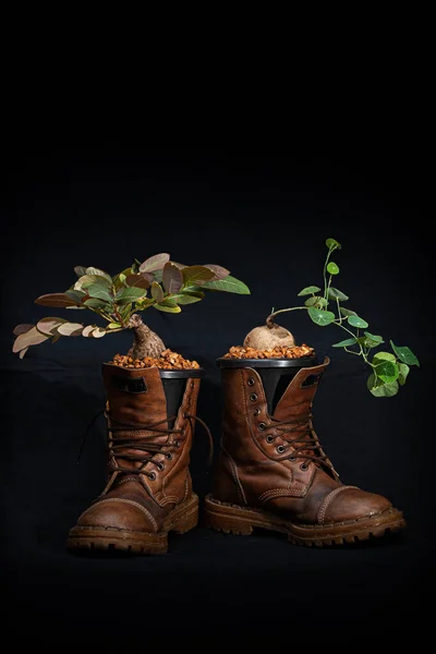 Plant the plants in the boots..full of cool ideas that makes gardeners green Just let your imagination run wild and have fun growing your shoes in the garden. Ideas for shoe gardeners