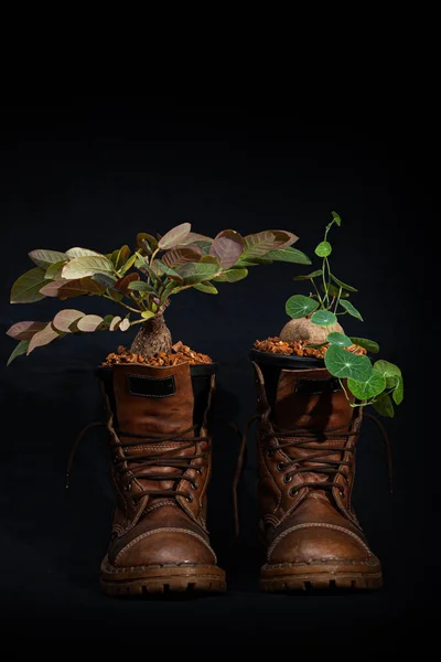 Plant the plants in the boots..full of cool ideas that makes gardeners green Just let your imagination run wild and have fun growing your shoes in the garden. Ideas for shoe gardeners