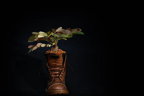 Plant the plants in the boots..full of cool ideas that makes gardeners green Just let your imagination run wild and have fun growing your shoes in the garden. Ideas for shoe gardeners