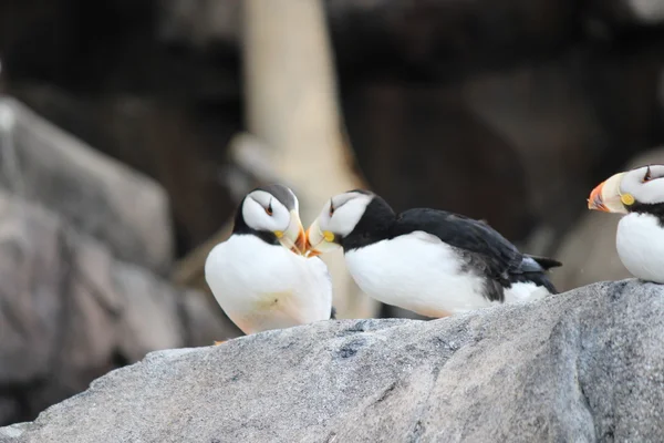 Papegaaiduikers in liefde — Stockfoto