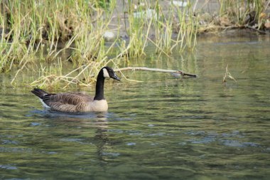 Kanadalı kaz kürek çekmeye