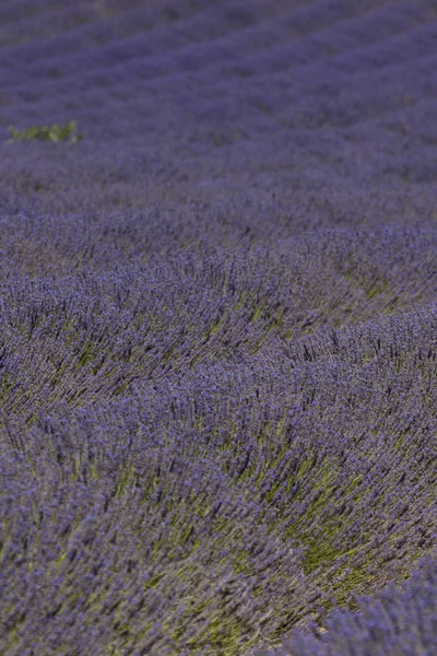 Sea of lavender — Stock Photo, Image