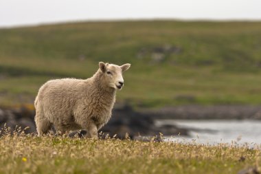 Shetland koyun