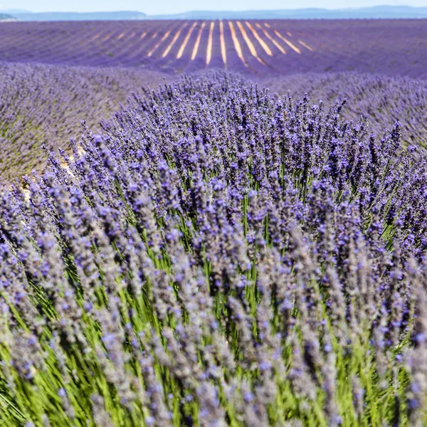 Lavendelfält, provence Stockfoto
