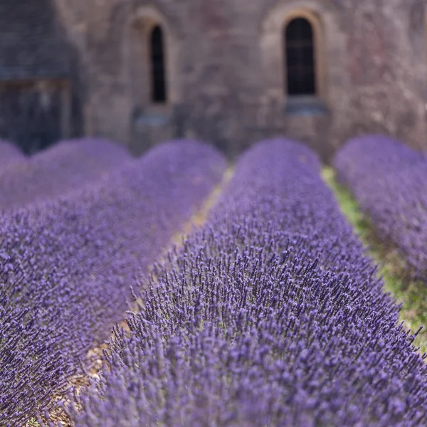 Santa lavanda — Foto Stock