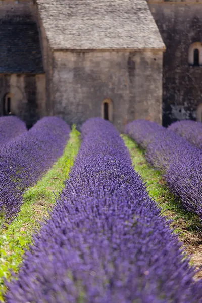 Lavendel abbey — Stockfoto