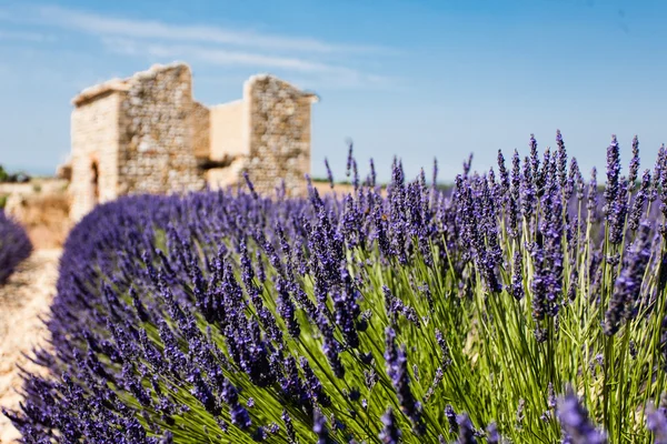 Gammal lavendel gård — Stockfoto