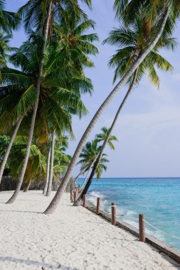 Maldiv Adaları'nda beyaz bir plajda palmtrees