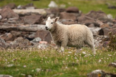 Shetland koyun