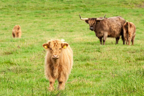 Escocia bovino angus rojo — Foto de Stock