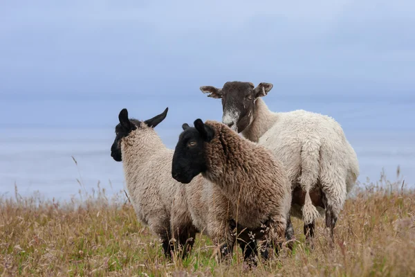 Escocia grupo de ovejas negras — Foto de Stock