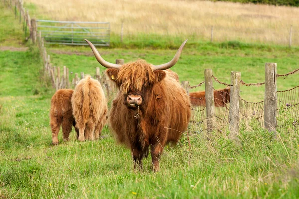 Escocia bovino angus rojo — Foto de Stock