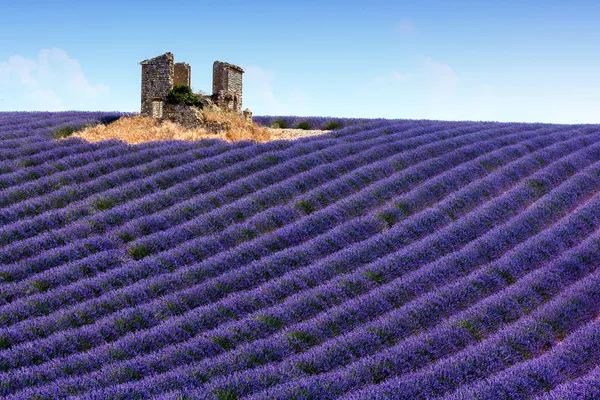 法国普罗旺斯的薰衣草田的全景视图 — 图库照片