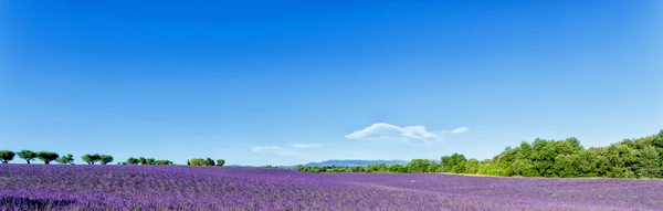Panoramic view of lavender fields in Provence, France Stock Picture