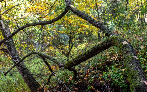 Umgestürzte Äste Wald — Stockfoto