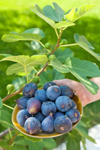 Schwarze Feige — Stockfoto