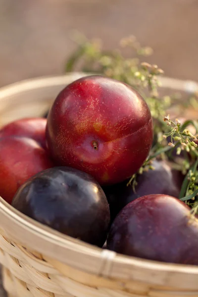 Plum in mand — Stockfoto