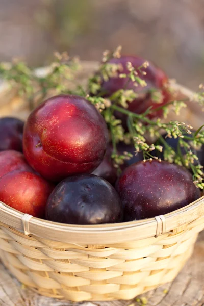 Plum in mand — Stockfoto