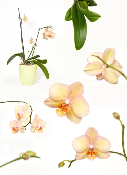 Orchid collection — Stock Photo, Image