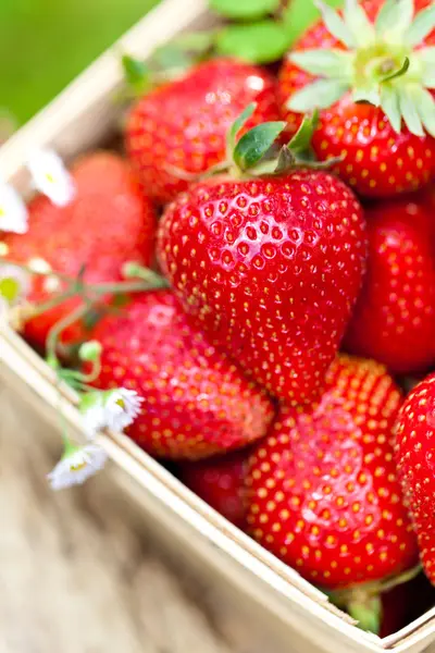 Erdbeeren im Korb — Stockfoto