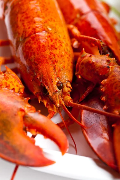 Du homard. Macro . — Photo