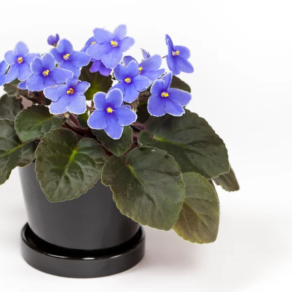 Purple African Violets on a white background. Selective focus. — Stock Photo, Image