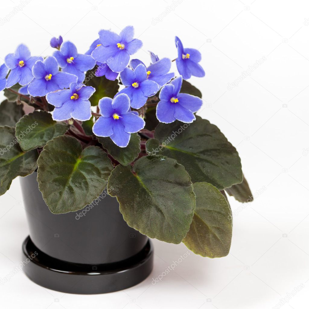 Purple African Violets on a white background. Selective focus. Stock Photo by ©alisafarov 49287725