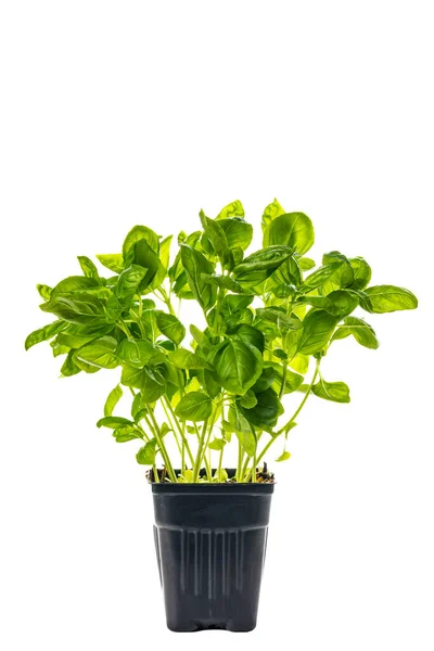 Tumbuh Green Sweet Basil Herb Plants Pot Terisolasi Putih Fokus — Stok Foto