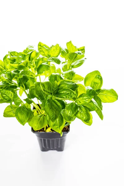 Pěstování Zelené Sladké Bazalky Bylinné Rostliny Hrnci Izolované Bílém Selektivní — Stock fotografie