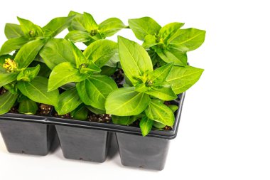 Zinnia Seedling Spring Flowers in Pots Ready for Planting for Spring Landscaping Planting on White Background. Selective focus.