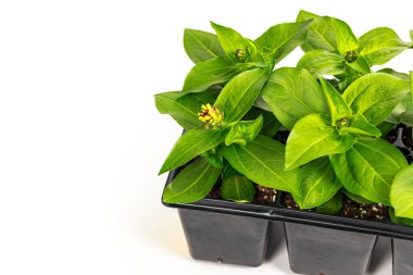 Zinnia Seedling Spring Flowers in Pots Ready for Planting for Spring Landscaping Planting on White Background. Selective focus.