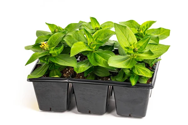 Zinnia Seedling Spring Flowers Pots Ready Planting Spring Landscaping Planting Stock Obrázky