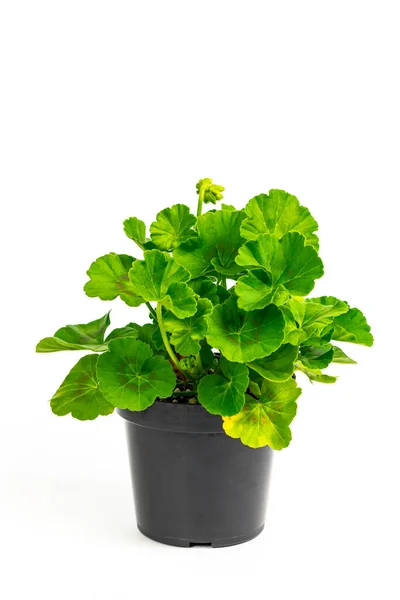 Geraniums Zaailing Pot Klaar Voor Het Planten Voor Lente Landscaping — Stockfoto
