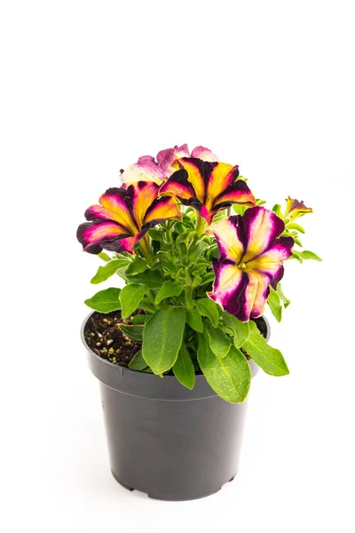 Petunia Bloemen Zaailing Pot Klaar Voor Het Planten Voor Lente — Stockfoto