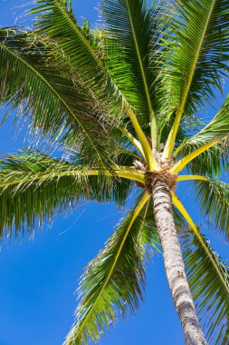 Tropik Hindistan cevizi palmiye ağaçları. Tatil ve tatil kavramı. Tropik plaj. Seçici odak.