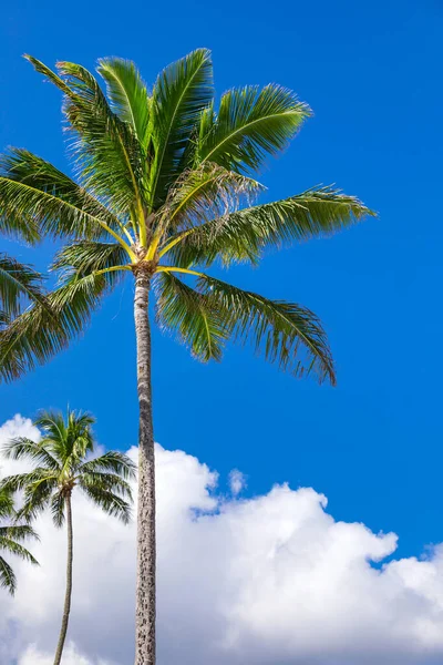 Tropical Coconut Palm Trees Holiday Vacation Concept Tropical Beach Selective — Stock Photo, Image