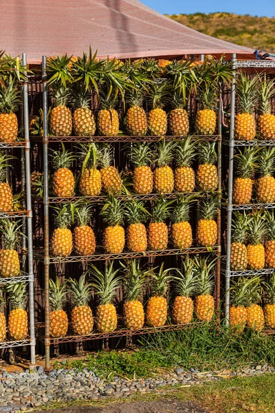 Piyasadaki Raflardaki Ananaslar Yerel Pazarda Satılmaya Hazır Seçici Odak — Stok fotoğraf