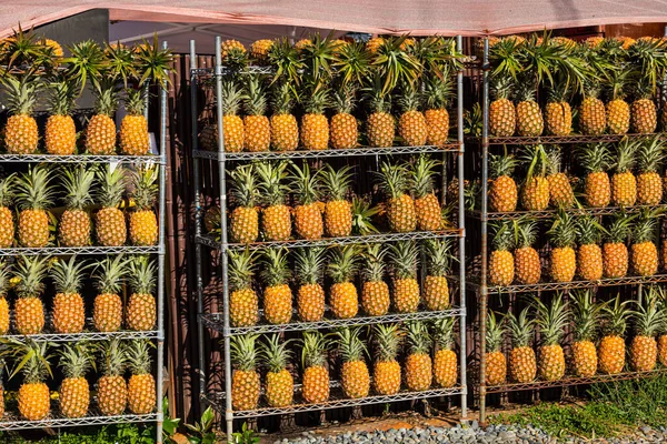 Piyasadaki Raflardaki Ananaslar Yerel Pazarda Satılmaya Hazır Seçici Odak — Stok fotoğraf